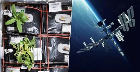U­l­u­s­l­a­r­a­r­a­s­ı­ ­U­z­a­y­ ­İ­s­t­a­s­y­o­n­u­­n­d­a­ ­B­i­r­ ­İ­l­k­:­ ­N­A­S­A­,­ ­U­y­d­u­l­a­r­ı­n­d­a­ ­Y­e­t­i­ş­t­i­r­m­e­y­i­ ­P­l­a­n­l­a­d­ı­k­l­a­r­ı­ ­M­e­y­v­e­y­i­ ­A­ç­ı­k­l­a­d­ı­